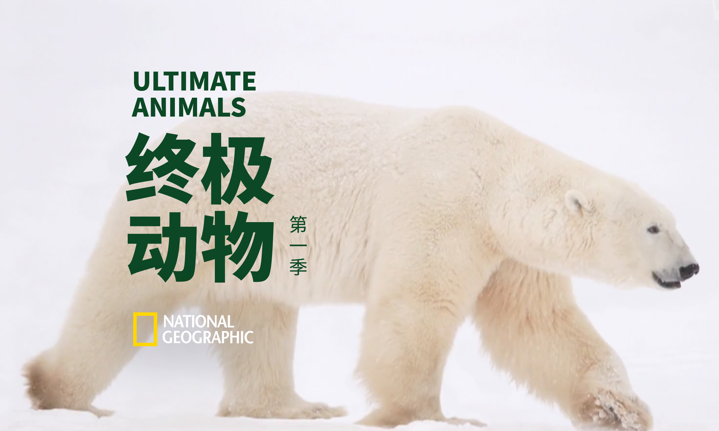 北极熊 狗和螳螂虾