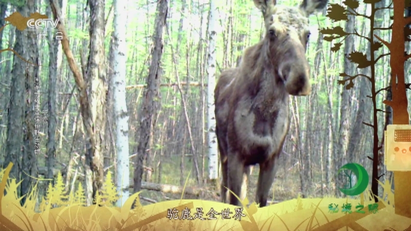 秘境之眼 《秘境之眼》 驼鹿/马鹿 20230605