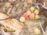 消费主张 《消费主张》 20150803 山间觅野味