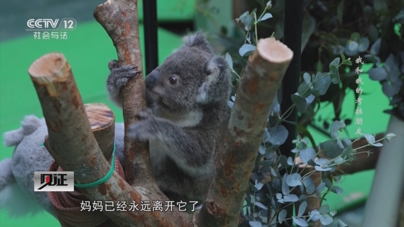 见证 《见证》 20250323 我和我的考拉朋友