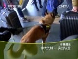 走近科学 《走近科学》 20150527 神犬先锋-实战较量