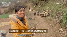 致富经 [致富经]三年等一回 一条猪腿2000多 20161223