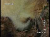 动物世界 动物世界 2010年 第106期