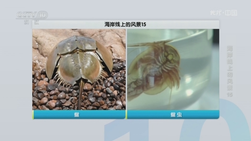 《地理·中国》 20260316 海岸线上的风景15