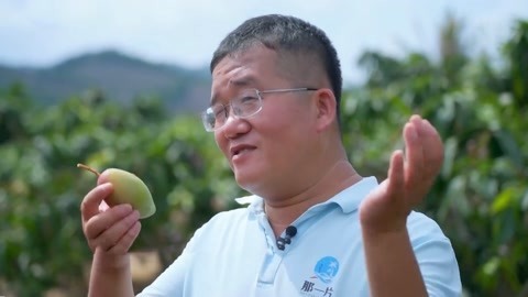 寻味热带水果天堂海南三亚 揭秘贵妃芒的分级标准