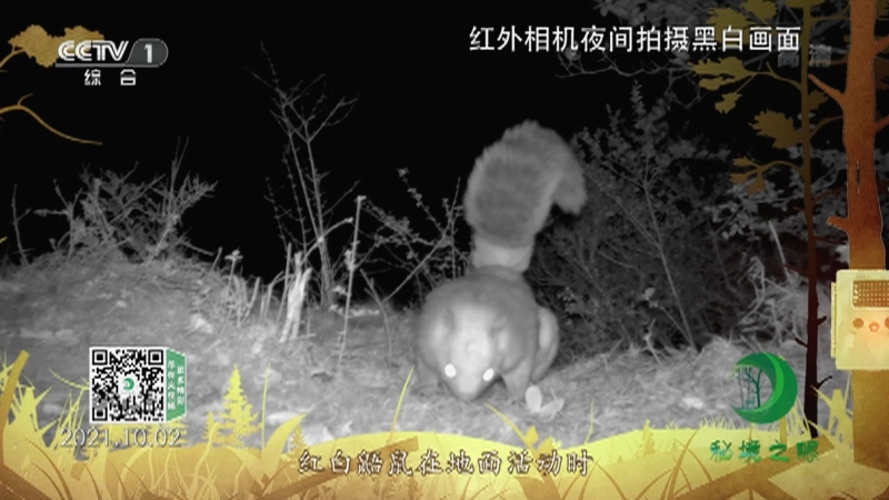 秘境之眼 《秘境之眼》 红白鼯鼠 20220905