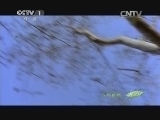 人与自然 《人与自然》 20140401 捕食者的本能——速度（下）