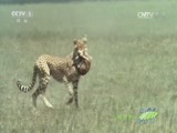 人与自然 《人与自然》 20160705 猎豹三兄弟（上）