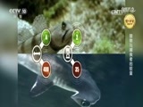 自然传奇 《自然传奇》 20170711 猎物与捕食者的较量