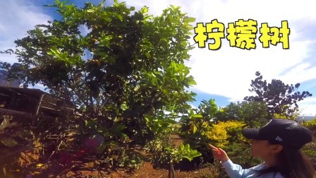 穿梭世界上最古老的单翠雨林 看一部地球生态进化史