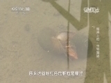 走近科学 《走近科学》 20141125 入侵者——餐桌上的“生物海盗”