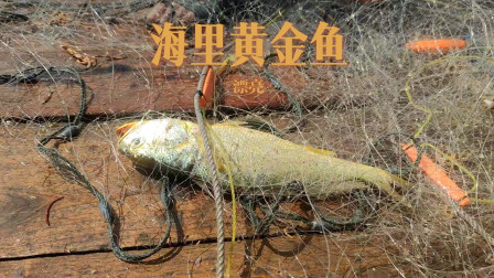 南澳岛赶海日记 网友想看彪哥去近海捕鱼黄鱼，托粉丝的福真上了海里黄金鱼，这下发财了