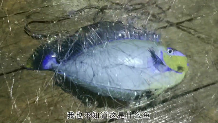 南澳岛赶海日记 彪哥外海深夜里捕鱼，捕获好几种不知名漂亮的鱼，有知道学名的吗