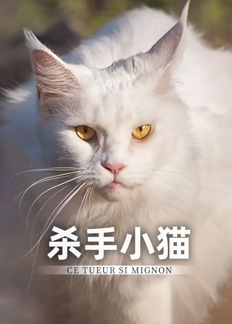 杀手小猫