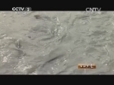 生财有道 《生财有道》 20140303 如鱼得水养鲈鱼
