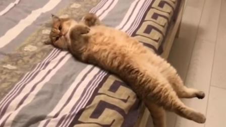 聊斋怪谈 猫咪的迷之睡姿 三分之一的身体悬空 这能睡着吗？
