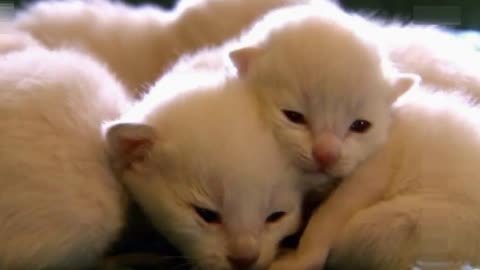 萌宠养成计划 东奇尼猫宝宝