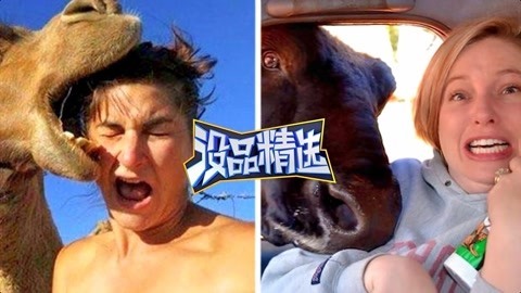 没品精选 无知女神戏耍萌宠被反杀