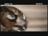 动物世界 《动物世界》 20120831