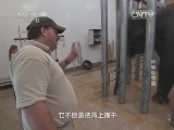 自然传奇 《自然传奇》 20140915 神秘动物园