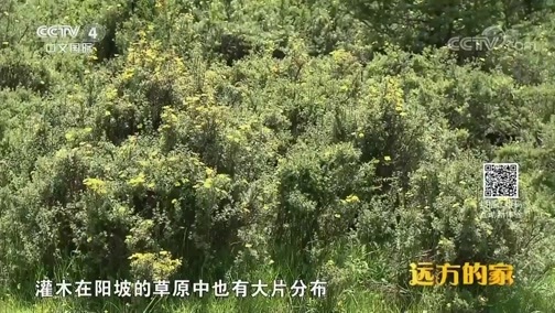 远方的家 《远方的家》 国家公园（13）祁连山 沙漠中的生命之源 20180905