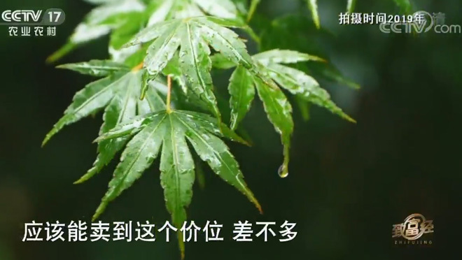 致富经 《致富经》 20200502 79岁老人和他的梦