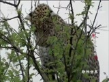 动物世界 《动物世界》 20180713 冷酷与柔情