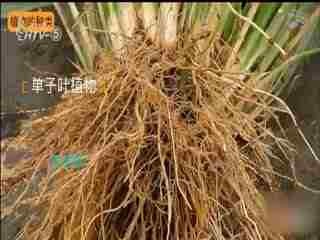 名师公开课 《植物的分类《六上“生物的多样性”》》授课教师：鲍佩华