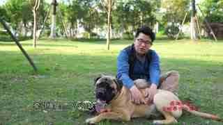 再小的狗狗也要牵引绳