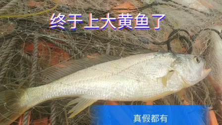 南澳岛赶海日记 彪哥大风大浪冒险出海捕鱼，捕到大黄鱼，真假都有教大家如何辨别