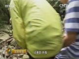 生财有道 《生财有道》 20160602 生态中国系列——生态天堂寨 富民八大碗