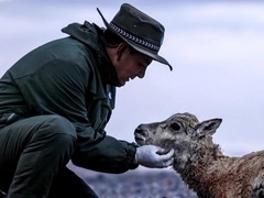 无人区长出生命树,可可西里守护人