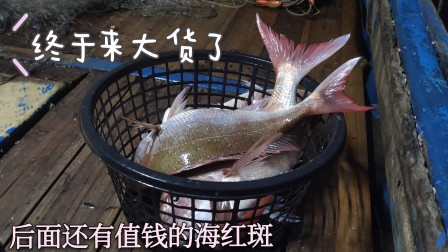 南澳岛赶海日记 10个粉丝组成的包网终于上大货，这6条真鲷超大，而且还有海红斑