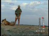 动物世界 动物大事记（六） 触碰心灵的情感故事