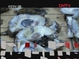 自然传奇 野生动物大调查（三）[自然传奇] 20120214