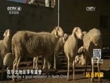 远方的家 《远方的家》长城内外 第50集 晋北门户 右玉 20151211