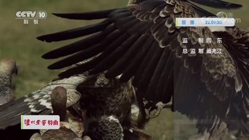 自然传奇 《自然传奇》 20200331 清道夫秃鹫