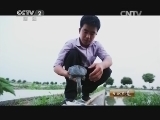 生财有道 《生财有道》 20140626 甲鱼带来的真财富