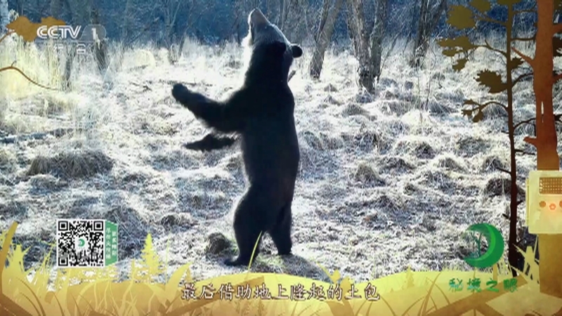 秘境之眼 《秘境之眼》 棕熊 20230515