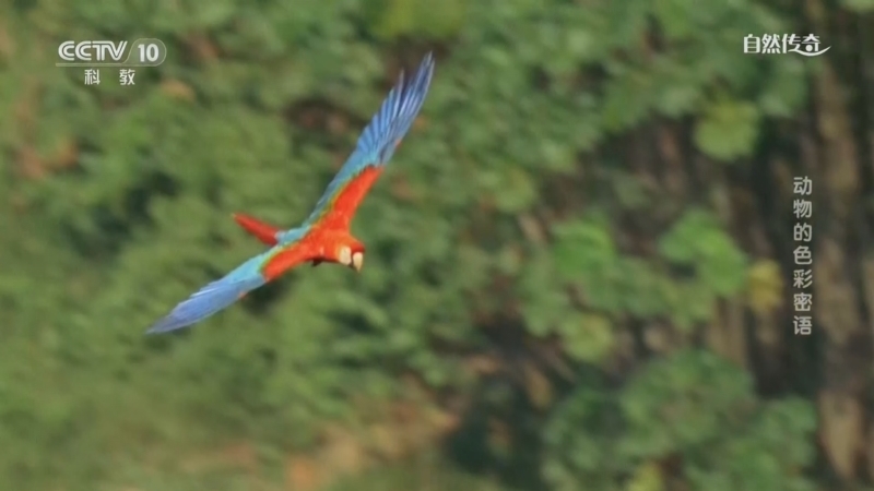 《自然传奇》 20260326 动物的色彩密语