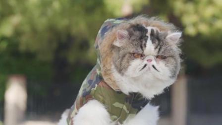 造反了造反了 猫咪企图征服世界私自组织军队 不料败给猫罐头 34