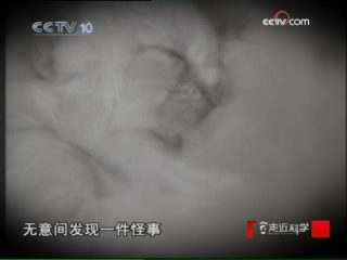 走近科学 老鼠爱上猫