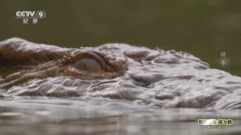 《猎手》 第4集 耐心