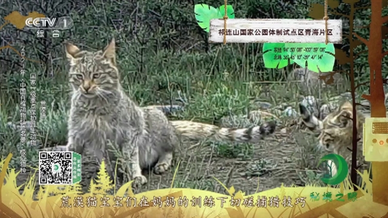 秘境之眼 《秘境之眼》 四川羚牛/雪豹/荒漠猫/黑熊/藏狐 20221005