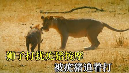 狮子打扰疣猪按摩，被疣猪追着打，狮子的表现虽败犹荣