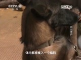 走近科学 《走近科学》 20150525 神犬先锋-初出茅庐