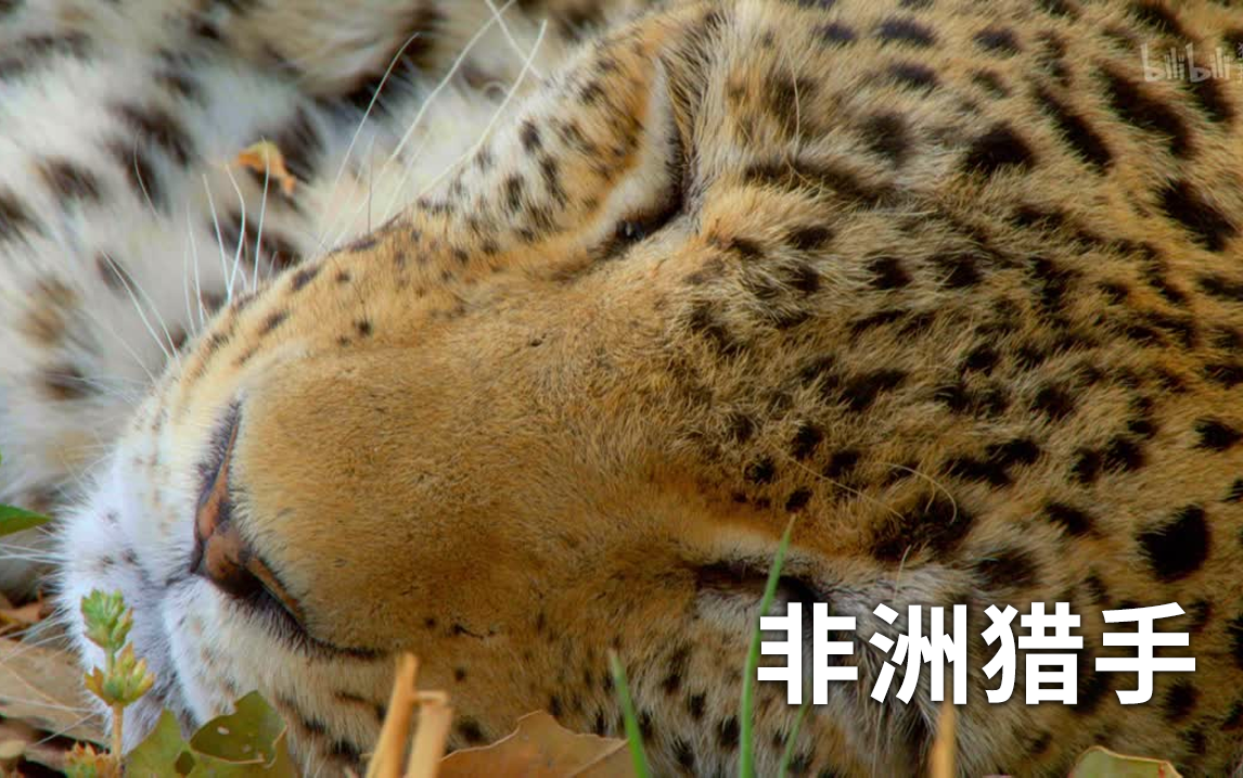 一只花豹最后的坚持