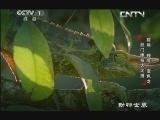 动物世界 《动物世界》 20131009 棕熊 鲣鸟 变色龙 独门绝技大比拼
