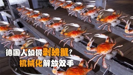机械控 德国人是怎么吃螃蟹的？全自动机械化剥螃蟹，这样的机器靠谱吗