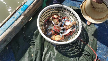 南澳岛赶海日记 起放在海里好几天的螃蟹网，收了几百斤螃蟹还有龙虾，发财的节奏